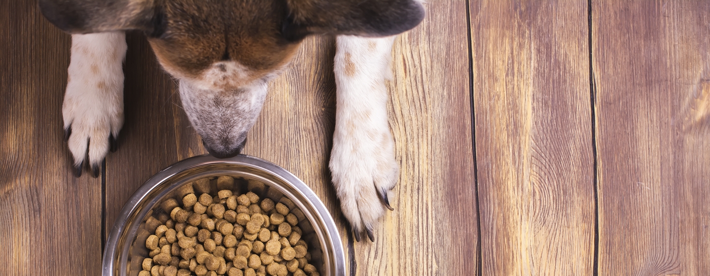 Cara Menentukan Makanan Terbaik untuk Anjing Anda